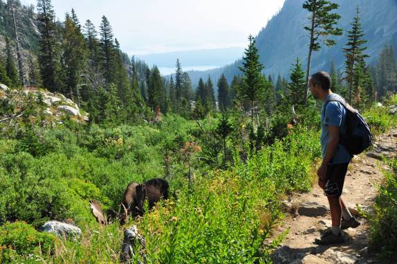 Encontro com um alce na trilha pelo Grand Teton National Park, no Wyoming, nos Estados Unidos